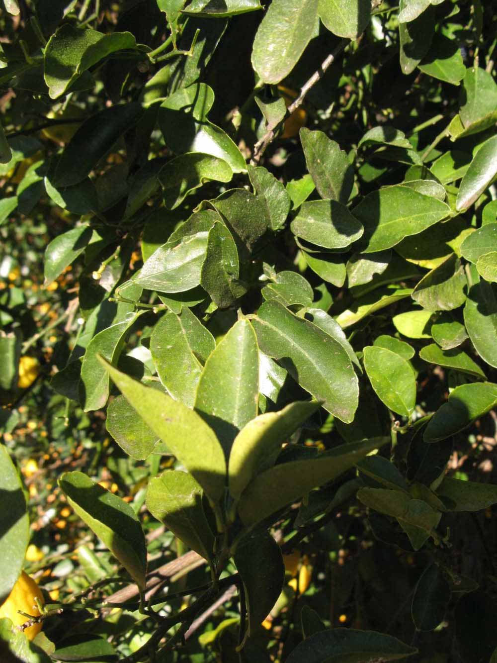            Sun leaves (Winter Haven, FL)   